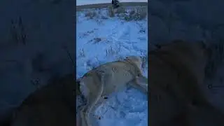 охота на волков взял матерую волчицу