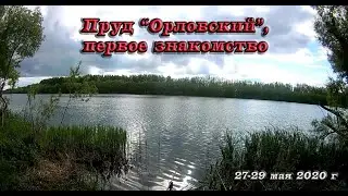 Первое знакомство с прудом 
