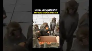 Sosyal medyada viral olan video! YORUM SİZİN.. 🤔