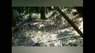 JEBAK AYAM MALAH BABI HUTAN YANG DATANG