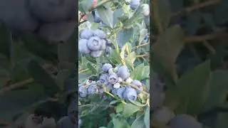 как выглядет не урожайный год у голубики