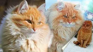 #1 Муся Осень Зима Winter in Koshlandia Siberian Farm cats Деревенские кошки