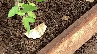 Работа в саду. Первые посадки. Огурцы, томаты