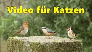 Katzenfernsehen ~ Fernseher für Katzen um vögel zu beobachten ⭐ 8 STUNDEN Katzen TV ⭐