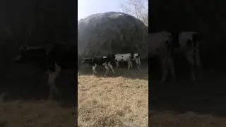 Прогулка телят