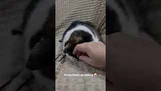 Когда будят на работу, а вставать ну совсем не хочется 😂