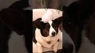 Видео для карточки товара зоошампунь