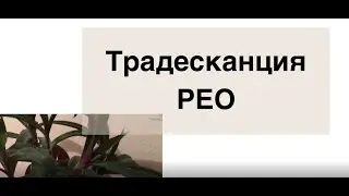 Традесканция РЕО. Уход