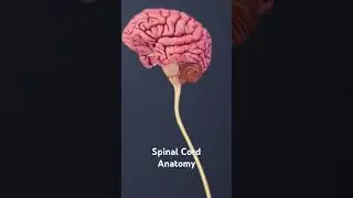 Spinal Cord Anatomy