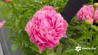 Kathy's Touch peony. Pulkovo Garden (2025)