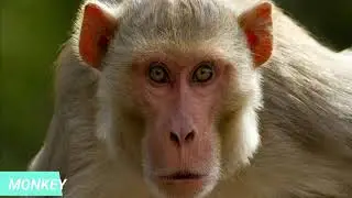 24 BEST ANIMALS SOUND EFFECTS - 2021 Animals Sound Effects