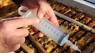 Simple treatment of bees with bipin