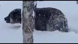 «Ну че ты, иди ложись!»: житель Камчатки снял видео с не залегшим в спячку медведем
