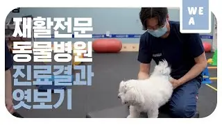 정상과 비정상 관절의 차이 [위아 17화]