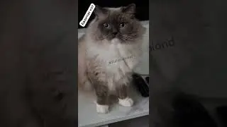 Я прелесть, я ангел 