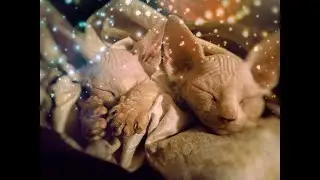 Чем кормить сфинкса!!! (часть 1, продолжение следует)