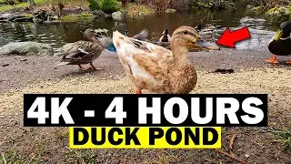 4K 4 Hours Duck Pond and Nature Sounds