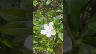 Абхазия Новый Афон июль цветёт магнолия