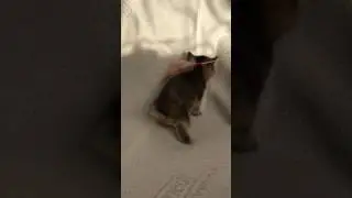 ++++