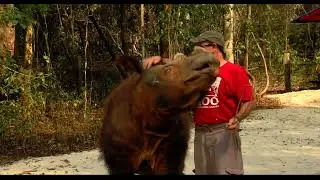 150-Second Stories  Sumatran Rhino History - Cincinnati Zoo