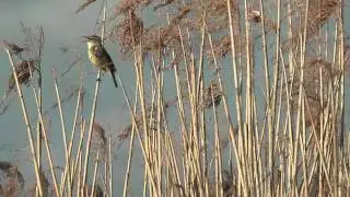 Groene Jonker part1 1080p HD