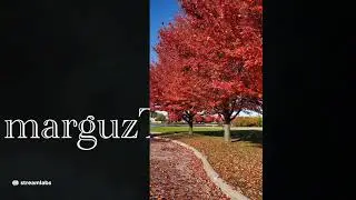 Ist try mag LS