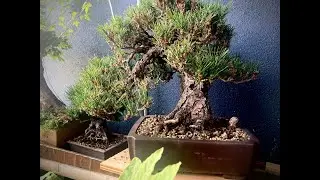 Patricia O'Connor, The Bonsai Balcony: After four Years.