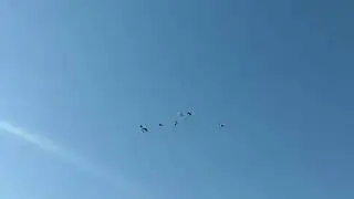 Поштові голуби. Обліт перед сніданком.
