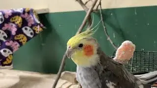 Cockatiel being uncooperative singing talking