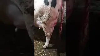 Rossiyski Birinchi Qorin Sigir Tuģdi Bolasi Erkak