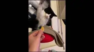 не люблю мандарины