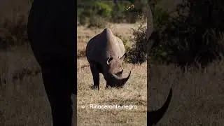 Especialistas en safaris: Los 5 grandes de Tanzania #shorts