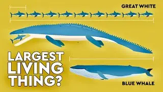 What's The Largest Thing To Ever Live On Earth? 