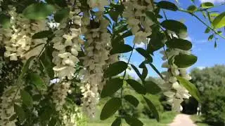Коллаж звуков ветра и дождя