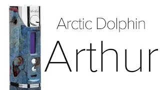 Arctic Dolphin Arthur