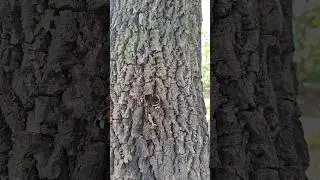 шершень прогоняет бабочку/дерево вяз