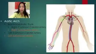 5. Arteries of the Upper Limbs