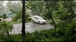 Листья опадают с тополей во время ливня