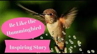 Hummingbird Story/tale