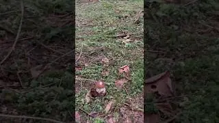 Дорожка из белых грибов!