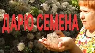 КЛЕМАТИС КАЛЕНДАРЬ - клематисы уход и выращивание в сентябре