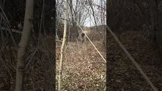 Попытка поймать хищника