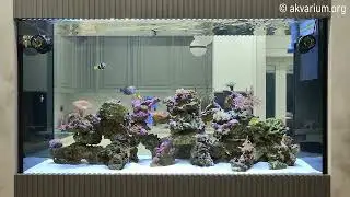 Морской аквариум под ключ 700 литров  (6 месяца спустя)