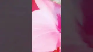 A VIDA HUMANA