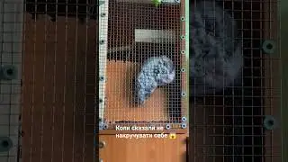 Він попросив не накручувати себе #music #beats #chill #instrumental #fannyvideo #chinchilla