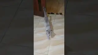 jam 4 pagi udah minta sarapan #cat #shortvideo #shorts