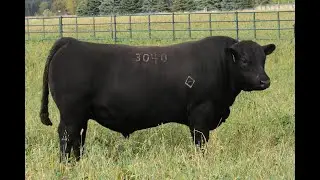 Lot 6 - Montana Barricade 3040