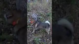 Охота на барсука с лайкой