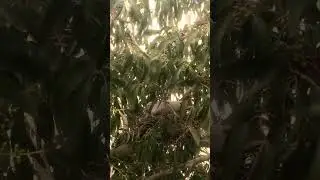 Mother Collared Dove Nesting #birds #birdlovers #bird #birdwatching
