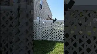 Crazy Beagle Jumps 5 Foot Fence